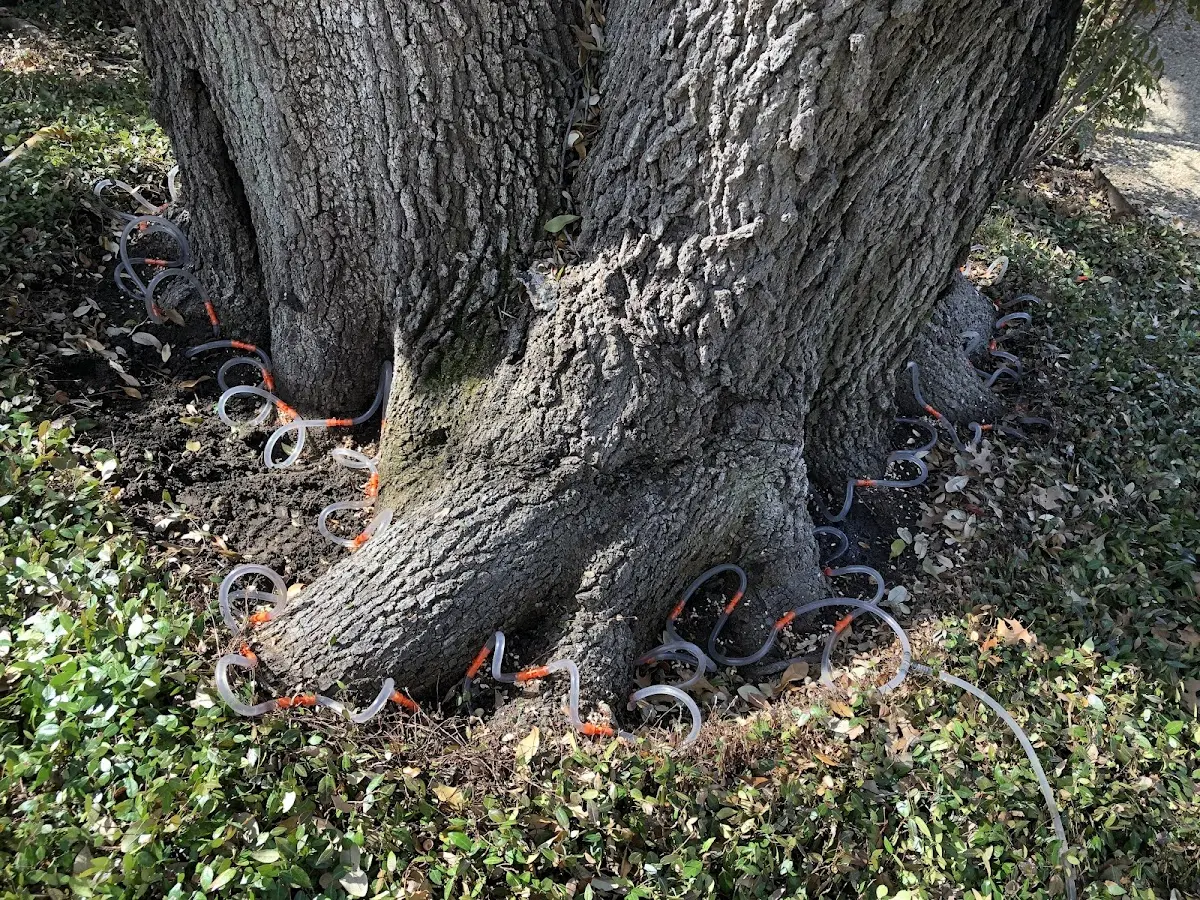 Detailed Tree Cabling and Bracing job site in Point Lookout