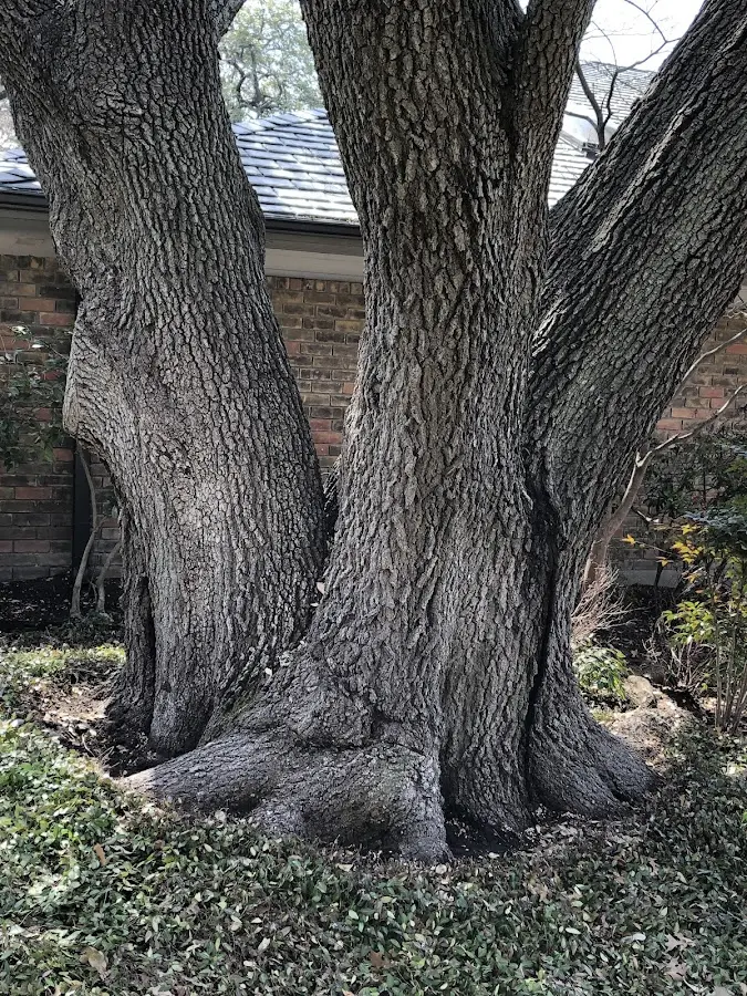 Mature heritage tree close to a Point Lookout property cared for by certified arborists